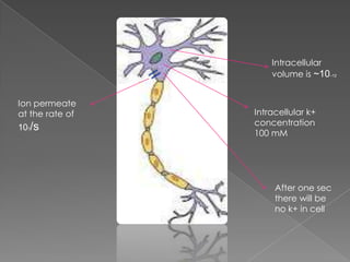 Intracellular
volume is ~10–12
Ion permeate
at the rate of
107/s

Intracellular k+
concentration
100 mM

After one sec
there will be
no k+ in cell

 