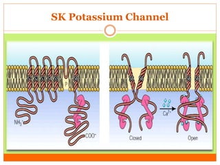 Potassium (K+) channels | PPTX