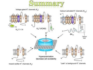 Potassium Channels Potassium (K+) channels | PPTX