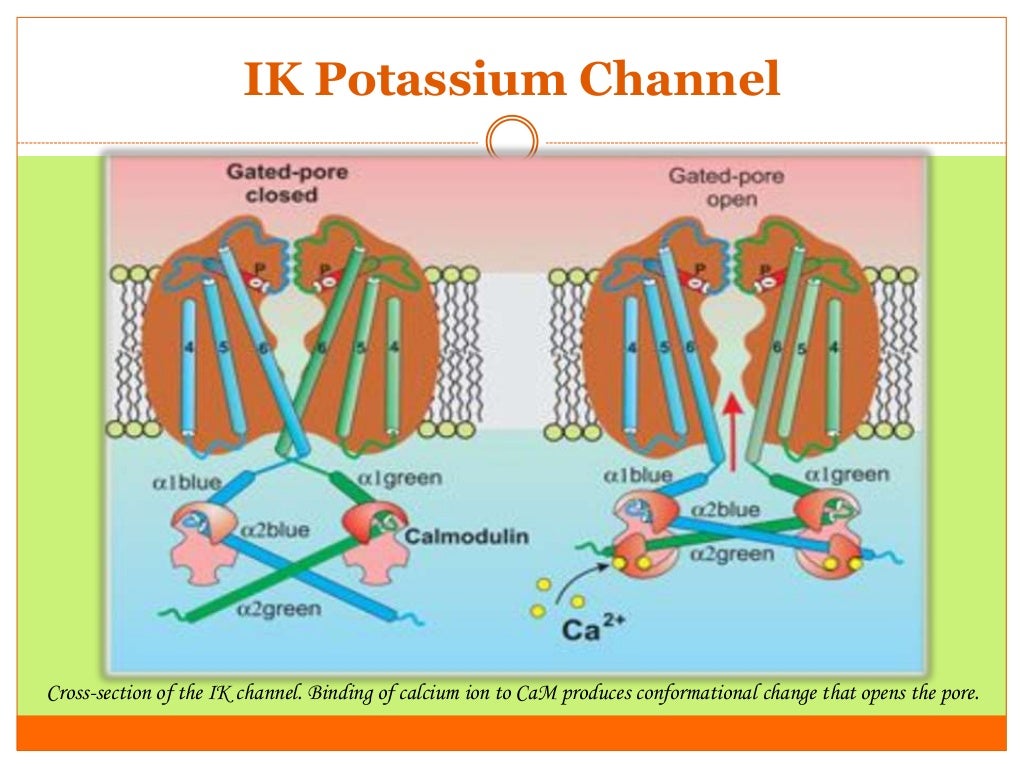 Potassium (K+) channels