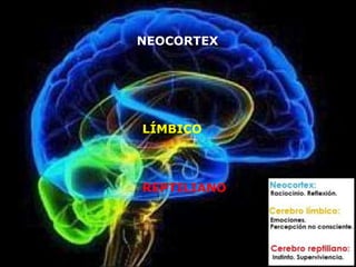 NEOCORTEX 
LÍMBICO 
REPTILIANO 
 