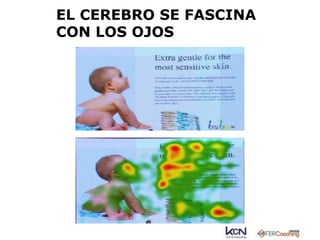 EL CEREBRO SE FASCINA 
CON LOS OJOS 
 