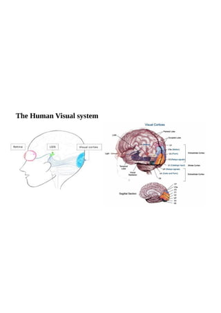 The Human Visual system
 