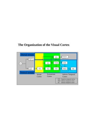 Eye
Superior
colliculus
Dorsal
LGN V1 V2
V3
V4
V3A STS
TEO
V5
TE
Posterior
parietal Cx
Striate
Cortex
Extrastriate
Cortex
Inferior Temporal
Cortex
STS Superior temporal sulcus
TEO Inferior temporal cortex
TE Inferior temporal cortex
The Organization of the Visual Cortex
Dorsal stream
Ventral stream
V1
 