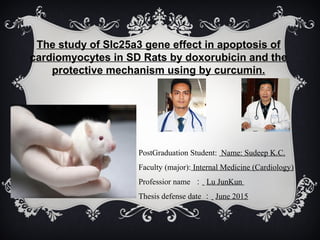 PostGraduation Student: Name: Sudeep K.C.
Faculty (major): Internal Medicine (Cardiology)
Professior name ： Lu JunKun
Thesis defense date ： June 2015
The study of Slc25a3 gene effect in apoptosis of
cardiomyocytes in SD Rats by doxorubicin and the
protective mechanism using by curcumin.
 
