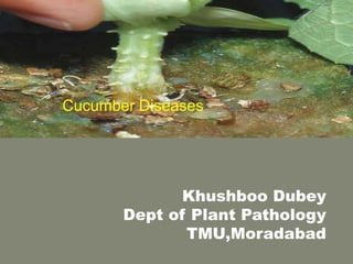 Khushboo Dubey
Dept of Plant Pathology
TMU,Moradabad
Cucumber Diseases
 