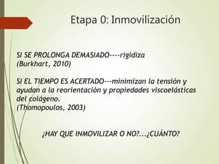 Etapa 0: Inmovilización
SI SE PROLONGA DEMASIADO----rigidiza
(Burkhart, 2010)
SI EL TIEMPO ES ACERTADO---minimizan la tensión y
ayudan a la reorientación y propiedades viscoelásticas
del colágeno.
(Thomopoulos, 2003)
¿HAY QUE INMOVILIZAR O NO?...¿CUÁNTO?
 