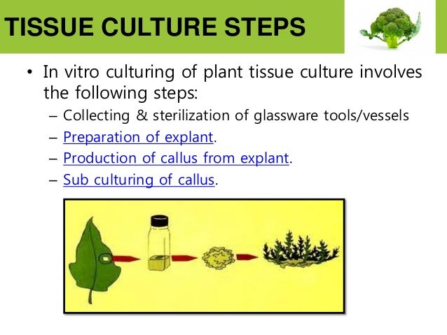 plant-tissue-culture