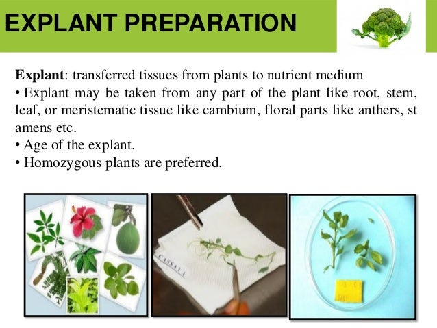 Plant Tissue Culture plant-tissue-culture
