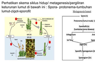 Perhatikan skema siklus hidup/ metagenesis/pergiliran
keturunan lumut di bawah ini : Spora- protonema-tumbuhan
lumut-zigot-sporofit
 