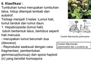 6. Klasifikasi :
Tumbuhan lumut merupakan tumbuhan
talus, hidup ditempat lembab dan
autotrof.
Terbagi menjadi 3 kelas: Lumut hati,
lumut tanduk dan lumut daun.
1. Hepaticopsida (lumut hati)
tubuh berbentuk talus, berlobus seperti
hati manusia
- merupakan lumut berumah dua
(deoceus)
- Reproduksi aseksual dengan cara
fragmentasi, pembentukan
gemmacup(kuncup) dan spora haploid
(n) yang bersifat homospora
Contoh Marchantia polimorpha
Contoh Marchantia
polymorpha dan Lunularia sp.
 