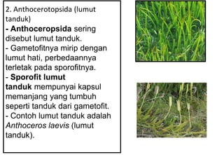 2. Anthocerotopsida (lumut
tanduk)
- Anthoceropsida sering
disebut lumut tanduk.
- Gametofitnya mirip dengan
lumut hati, perbedaannya
terletak pada sporofitnya.
- Sporofit lumut
tanduk mempunyai kapsul
memanjang yang tumbuh
seperti tanduk dari gametofit.
- Contoh lumut tanduk adalah
Anthoceros laevis (lumut
tanduk).
 