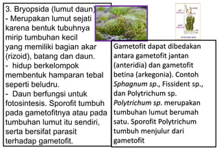 3. Bryopsida (lumut daun)
- Merupakan lumut sejati
karena bentuk tubuhnya
mirip tumbuhan kecil
yang memiliki bagian akar
(rizoid), batang dan daun.
- hidup berkelompok
membentuk hamparan tebal
seperti beludru.
- Daun berfungsi untuk
fotosintesis. Sporofit tumbuh
pada gametofitnya atau pada
tumbuhan lumut itu sendiri,
serta bersifat parasit
terhadap gametofit.
Gametofit dapat dibedakan
antara gametofit jantan
(anteridia) dan gametofit
betina (arkegonia). Contoh
Sphagnum sp., Fissident sp.,
dan Polytrichum sp.
Polytrichum sp. merupakan
tumbuhan lumut berumah
satu. Sporofit Polytrichum
tumbuh menjulur dari
gametofit
 