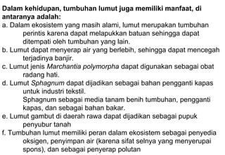 Dalam kehidupan, tumbuhan lumut juga memiliki manfaat, di
antaranya adalah:
a. Dalam ekosistem yang masih alami, lumut merupakan tumbuhan
perintis karena dapat melapukkan batuan sehingga dapat
ditempati oleh tumbuhan yang lain.
b. Lumut dapat menyerap air yang berlebih, sehingga dapat mencegah
terjadinya banjir.
c. Lumut jenis Marchantia polymorpha dapat digunakan sebagai obat
radang hati.
d. Lumut Sphagnum dapat dijadikan sebagai bahan pengganti kapas
untuk industri tekstil.
Sphagnum sebagai media tanam benih tumbuhan, pengganti
kapas, dan sebagai bahan bakar.
e. Lumut gambut di daerah rawa dapat dijadikan sebagai pupuk
penyubur tanah
f. Tumbuhan lumut memiliki peran dalam ekosistem sebagai penyedia
oksigen, penyimpan air (karena sifat selnya yang menyerupai
spons), dan sebagai penyerap polutan
 