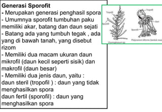 Generasi Sporofit
- Merupakan generasi penghasil spora
- Umumnya sporofit tumbuhan paku
memiliki akar, batang dan daun sejati
- Batang ada yang tumbuh tegak , ada
yang di bawah tanah, yang disebut
rizom
- Memiliki dua macam ukuran daun
mikrofil (daun kecil seperti sisik) dan
makrofil (daun besar)
- Memiliki dua jenis daun, yaitu :
daun steril (tropofil ) : daun yang tidak
menghasilkan spora
daun fertil (sporofil) : daun yang
menghasilkan spora
 