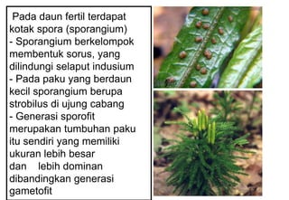 Pada daun fertil terdapat
kotak spora (sporangium)
- Sporangium berkelompok
membentuk sorus, yang
dilindungi selaput indusium
- Pada paku yang berdaun
kecil sporangium berupa
strobilus di ujung cabang
- Generasi sporofit
merupakan tumbuhan paku
itu sendiri yang memiliki
ukuran lebih besar
dan lebih dominan
dibandingkan generasi
gametofit
 