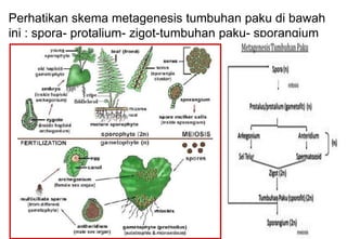 Perhatikan skema metagenesis tumbuhan paku di bawah
ini : spora- protalium- zigot-tumbuhan paku- sporangium
 