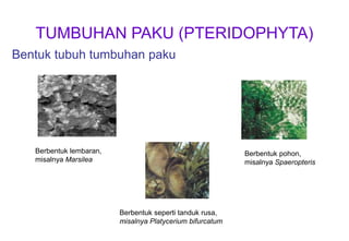 Bentuk tubuh tumbuhan paku
Berbentuk lembaran,
misalnya Marsilea
Berbentuk pohon,
misalnya Spaeropteris
Berbentuk seperti tanduk rusa,
misalnya Platycerium bifurcatum
TUMBUHAN PAKU (PTERIDOPHYTA)
 