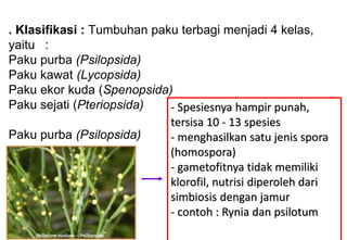 . Klasifikasi : Tumbuhan paku terbagi menjadi 4 kelas,
yaitu :
Paku purba (Psilopsida)
Paku kawat (Lycopsida)
Paku ekor kuda (Spenopsida)
Paku sejati (Pteriopsida)
Paku purba (Psilopsida)
- Spesiesnya hampir punah,
tersisa 10 - 13 spesies
- menghasilkan satu jenis spora
(homospora)
- gametofitnya tidak memiliki
klorofil, nutrisi diperoleh dari
simbiosis dengan jamur
- contoh : Rynia dan psilotum
 