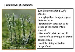 Paku kawat (Lycopsida)
jumlah lebih kurang 1000
spesies
- menghasilkan dua jenis spora
(heterospora)
- Sporangium terdapat pada
strobilus yang berbentuk
kerucut
- Gametofit tidak berklorofil
- Gametofit ada yang uniseksual
dan biseksual
- contoh : Selaginela dan
Lycopodium
 