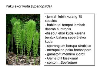 Paku ekor kuda (Spenopsida)
- jumlah lebih kurang 15
spesies
- habitat di tempat lembab
daerah subtropis
-disebut ekor kuda karena
bentuk batang seperti ekor
kuda
- sporangium berupa strobilus
- merupakan paku homospora
- gametofit memiliki klorofi
- Gametofit biseksual
- contoh : Equisetum
 
