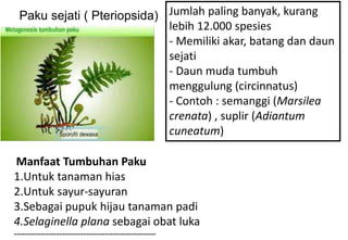 Paku sejati ( Pteriopsida) Jumlah paling banyak, kurang
lebih 12.000 spesies
- Memiliki akar, batang dan daun
sejati
- Daun muda tumbuh
menggulung (circinnatus)
- Contoh : semanggi (Marsilea
crenata) , suplir (Adiantum
cuneatum)
Manfaat Tumbuhan Paku
1.Untuk tanaman hias
2.Untuk sayur-sayuran
3.Sebagai pupuk hijau tanaman padi
4.Selaginella plana sebagai obat luka
-----------------------------------------------------
 