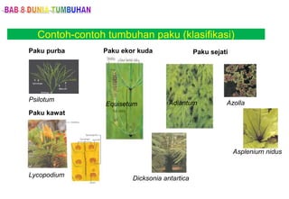 Contoh-contoh tumbuhan paku (klasifikasi)
Paku purba
Psilotum
Paku kawat
Lycopodium
Paku ekor kuda
Equisetum
Paku sejati
Adiantum Azolla
Dicksonia antartica
Asplenium nidus
 