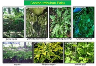 Contoh tmbuhan Paku
 