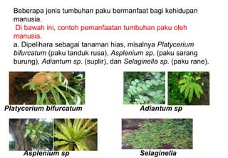 Beberapa jenis tumbuhan paku bermanfaat bagi kehidupan
manusia.
Di bawah ini, contoh pemanfaatan tumbuhan paku oleh
manusia.
a. Dipelihara sebagai tanaman hias, misalnya Platycerium
bifurcatum (paku tanduk rusa), Asplenium sp. (paku sarang
burung), Adiantum sp. (suplir), dan Selaginella sp. (paku rane).
.
Selaginella
Platycerium bifurcatum
Asplenium sp
Adiantum sp
 