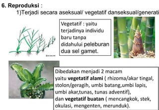 6. Reproduksi :
1)Terjadi secara aseksual/ vegetatif danseksual/generati
Vegetatif : yaitu
terjadinya individu
baru tanpa
didahului peleburan
dua sel gamet.
Dibedakan menjadi 2 macam
yaitu vegetatif alami ( rhizoma/akar tingal,
stolon/geragih, umbi batang,umbi lapis,
umbi akar,tunas, tunas adventif),
dan vegetatif buatan ( mencangkok, stek,
okulasi, mengenten, merunduk).
 
