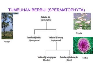 TUMBUHAN BERBIJI (SPERMATOPHYTA)
Pohon
Perdu
Herba
 