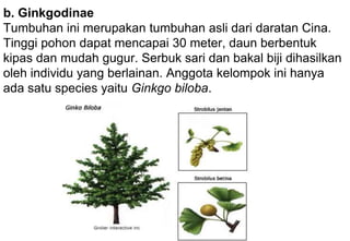 b. Ginkgodinae
Tumbuhan ini merupakan tumbuhan asli dari daratan Cina.
Tinggi pohon dapat mencapai 30 meter, daun berbentuk
kipas dan mudah gugur. Serbuk sari dan bakal biji dihasilkan
oleh individu yang berlainan. Anggota kelompok ini hanya
ada satu species yaitu Ginkgo biloba.
 