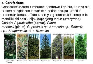 c. Coniferinae
Coniferales berarti tumbuhan pembawa kerucut, karena alat
perkembangbiakan jantan dan betina berupa strobilus
berbentuk kerucut. Tumbuhan yang termasuk kelompok ini
memiliki ciri selalu hijau sepanjang tahun (evergreen).
Contoh: Agathis alba (damar), Pinus
merkusii (pinus), Cupressus sp.,Araucaria sp., Sequoia
sp., Juniperus sp. dan Taxus sp.
 