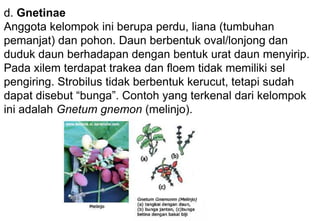 d. Gnetinae
Anggota kelompok ini berupa perdu, liana (tumbuhan
pemanjat) dan pohon. Daun berbentuk oval/lonjong dan
duduk daun berhadapan dengan bentuk urat daun menyirip.
Pada xilem terdapat trakea dan floem tidak memiliki sel
pengiring. Strobilus tidak berbentuk kerucut, tetapi sudah
dapat disebut “bunga”. Contoh yang terkenal dari kelompok
ini adalah Gnetum gnemon (melinjo).
 