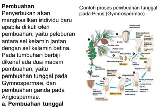 Pembuahan
Penyerbukan akan
menghasilkan individu baru
apabila diikuti oleh
pembuahan, yaitu peleburan
antara sel kelamin jantan
dengan sel kelamin betina.
Pada tumbuhan berbiji
dikenal ada dua macam
pembuahan, yaitu
pembuahan tunggal pada
Gymnospermae, dan
pembuahan ganda pada
Angiospermae.
a. Pembuahan tunggal
Contoh proses pembuahan tunggal
pada Pinus (Gymnospermae)
 