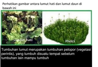 Tumbuhan lumut merupakan tumbuhan pelopor (vegetasi
perintis), yang tumbuh disuatu tempat sebelum
tumbuhan lain mampu tumbuh
Perhatikan gambar antara lumut hati dan lumut daun di
bawah ini
 