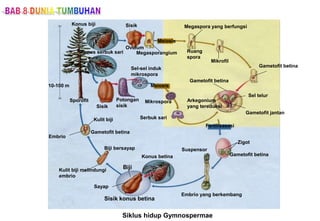 Sayap
Konus betina
Kulit biji melindungi
embrio
Biji bersayap
Embrio
Gametofit betina
Kulit biji
Embrio yang berkembang
Suspensor
Fertilisasasi
Zigot
Gametofit betina
Gametofit jantan
Arkegonium
yang tereduksi
Sel telur
Gametofit betina
Serbuk sari
Potongan
sisik
Meiosis
Sel-sel induk
mikrospora
Mikrospora
Sisik
Ovulum
Konus biji
10-100 m
Sporofit
Meiosis
Megasporangium Ruang
spora
Megaspora yang berfungsi
Mikrofil
Gametofit betina
Sisik konus betina
Biji
Sisik
Kunus serbuk sari
Siklus hidup Gymnospermae
 