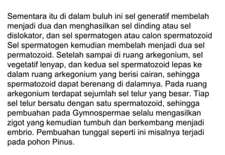 Sementara itu di dalam buluh ini sel generatif membelah
menjadi dua dan menghasilkan sel dinding atau sel
dislokator, dan sel spermatogen atau calon spermatozoid
Sel spermatogen kemudian membelah menjadi dua sel
permatozoid. Setelah sampai di ruang arkegonium, sel
vegetatif lenyap, dan kedua sel spermatozoid lepas ke
dalam ruang arkegonium yang berisi cairan, sehingga
spermatozoid dapat berenang di dalamnya. Pada ruang
arkegonium terdapat sejumlah sel telur yang besar. Tiap
sel telur bersatu dengan satu spermatozoid, sehingga
pembuahan pada Gymnospermae selalu mengasilkan
zigot yang kemudian tumbuh dan berkembang menjadi
embrio. Pembuahan tunggal seperti ini misalnya terjadi
pada pohon Pinus.
 