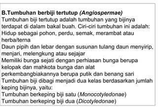 B.Tumbuhan berbiji tertutup (Angiospermae)
Tumbuhan biji tertutup adalah tumbuhan yang bijinya
terdapat di dalam bakal buah. Ciri-ciri tumbuhan ini adalah:
Hidup sebagai pohon, perdu, semak, merambat atau
herba/terna
Daun pipih dan lebar dengan susunan tulang daun menyirip,
menjari, melengkung atau sejajar
Memiliki bunga sejati dengan perhiasan bunga berupa
kelopak dan mahkota bunga dan alat
perkembangbiakannya berupa putik dan benang sari
Tumbuhan biji dibagi menjadi dua kelas berdasarkan jumlah
keping bijinya, yaitu:
Tumbuhan berkeping biji satu (Monocotyledonae)
Tumbuhan berkeping biji dua (Dicotyledonae)
 