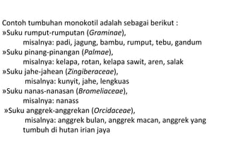 Contoh tumbuhan monokotil adalah sebagai berikut :
»Suku rumput-rumputan (Graminae),
misalnya: padi, jagung, bambu, rumput, tebu, gandum
»Suku pinang-pinangan (Palmae),
misalnya: kelapa, rotan, kelapa sawit, aren, salak
»Suku jahe-jahean (Zingiberaceae),
misalnya: kunyit, jahe, lengkuas
»Suku nanas-nanasan (Bromeliaceae),
misalnya: nanass
»Suku anggrek-anggrekan (Orcidaceae),
misalnya: anggrek bulan, anggrek macan, anggrek yang
tumbuh di hutan irian jaya
 