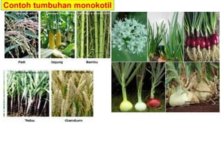 Contoh tumbuhan monokotil
 