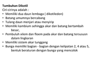 Tumbuhan Dikotil
Ciri-cirinya adalah :
• Memiliki dua daun lembaga ( dikotiledon)
• Batang umumnya bercabang
• Tulang daun menjari atau menyirip
• Memiliki kambium sehingga akar dan batang bertambah
besar,
• Pembuluh xilem dan floem pada akar dan batang tersususn
dalam lingkaran
• Memiliki sistem akar tunggang
• Bunga memiliki bagian - bagian dengan kelipatan 2, 4 atau 5,
bentuk beraturan dengan bunga yang mencolok
 