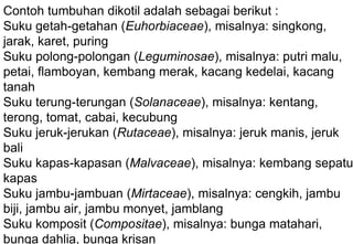 Contoh tumbuhan dikotil adalah sebagai berikut :
Suku getah-getahan (Euhorbiaceae), misalnya: singkong,
jarak, karet, puring
Suku polong-polongan (Leguminosae), misalnya: putri malu,
petai, flamboyan, kembang merak, kacang kedelai, kacang
tanah
Suku terung-terungan (Solanaceae), misalnya: kentang,
terong, tomat, cabai, kecubung
Suku jeruk-jerukan (Rutaceae), misalnya: jeruk manis, jeruk
bali
Suku kapas-kapasan (Malvaceae), misalnya: kembang sepatu
kapas
Suku jambu-jambuan (Mirtaceae), misalnya: cengkih, jambu
biji, jambu air, jambu monyet, jamblang
Suku komposit (Compositae), misalnya: bunga matahari,
bunga dahlia, bunga krisan
 