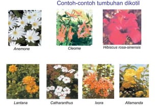 Contoh-contoh tumbuhan dikotil
Anemone Cleome Hibiscus rosa-sinensis
Lantana Catharanthus Ixora Allamanda
 