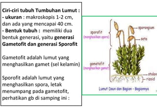 Ciri-ciri tubuh Tumbuhan Lumut :
- ukuran : makroskopis 1-2 cm,
dan ada yang mencapai 40 cm.
- Bentuk tubuh : memiliki dua
bentuk generasi, yaitu generasi
Gametofit dan generasi Sporofit
Gametofit adalah lumut yang
menghasilkan gamet (sel kelamin)
Sporofit adalah lumut yang
menghasilkan spora, letak
menumpang pada gametofit,
perhatikan gb di samping ini :
 