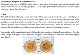 Sistem Organ Kingdom Plantae (Tumbuhan)
Tumbuhan sama seperti makhluk hidup lainnya. Agar dapat berkembang dan tumbuh dengan baik,
mereka membutuhkan sistem organ yang baik. Sistem organ pada tumbuhan terdiri atas beberapa organ
yaitu akar, batang, daun dan bunga.
1. Akar
Akar pada tumbuhan berfungsi untuk menyerap zat hara dan air di dalam tanah. Akar berkembang dari
meristem apical ujung akar yang dilindungi oleh tudung akar (kaliptra). Tudung akar berfungsi untuk
melindungi ujung akar sewaktu menembus tanah. Akar juga berfungsi sebagai alat untuk memperkokoh
tanaman sehingga tidak mudah roboh ketika angin atau badai datang. Selain itu, pada beberapa jenis
tanaman akar digunakan sebagai alat pernapasan dan tempat menyimpan cadangan makanan.
Struktur akar terdiri atas epidermis atau kulit luar, korteks, endodermis, dan stele yang terdapat xylem dan
floem sebagai alat angkut. Akar terdiri atas dua yaitu akar serabut pada monokotil dan akar tunggang
pada dikotil.
 