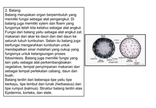 2. Batang
Batang merupakan organ berpembuluh yang
memiliki fungsi sebagai alat pengangkut. Di
batang juga memiliki xylem dan floem yang
fungsinya telah kita ketahui sebagai alat angkut.
Fungsi dari batang yaitu sebagai alat angkut zat
makanan dari akar ke daun dan dari daun ke
seluruh tubuh tumbuhan. Selain itu batang juga
berfungsi mengarahkan tumbuhan untuk
mendapatkan sinar matahari yang cukup yang
fungsinya untuk kelangsungan proses
fotosintesis. Batang juga memiliki fungsi yang
lain yaitu sebagai alat perkembangbiakan
vegetative, tempat penyimpanan makanan dan
sebagai tempat perlekatan cabang, daun dan
buah.
Batang terdiri dari beberapa tipe yaitu tipe
berkayu, tipe lembut dan lunak (herbaseus) dan
tipe rumput (kalmus). Struktur batang terdiri atas
Epidermis, korteks, dan stele.
 