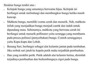 Struktur bunga terdiri atas :
 Kelopak bunga yang umumnya berwarna hijau. Kelopak ini
berfungsi untuk melindungi dan membungkus bunga ketika masih
kuncup.
 Mahkota bunga, memiliki warna cerah dan menarik. Nah, mahkota
inilah yang menjadikan bunga menjadi cantik dan indah untuk
dipandang mata. Sebenarnya, mahkota yang berwana cerah ini
berfungsi untuk menarik pollinator yaitu serangga yang membantu
pada proses polinasi (penyerbukan) bunga. Contoh serangganya
yaitu Kupu-kupu dan Lebah.
 Benang Sari, berfungsi sebagai alat kelamin jantan pada tumbuhan.
Jika serbuk sari jatuh ke kepala putik maka terjadilah pembuahan.
 Dan yang terakhir putik. Putik adalah alat kelamin betina, disinilah
terjadinya pembuahan dan berkembangnya zigot pada bunga.
 