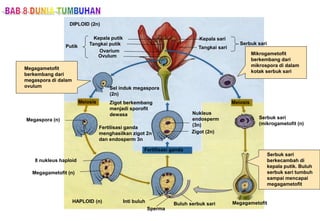 Inti buluh
Sperma
Buluh serbuk sari
HAPLOID (n)
8 nukleus haploid
Megagametofit (n)
Fertilisasi ganda
Megaspora (n)
Fertilisasi ganda
menghasilkan zigot 2n
dan endosperm 3n
Zigot (2n)
Zigot berkembang
menjadi sporofit
dewasa Nukleus
endosperm
(3n)
Meiosis
Megagametofit
berkembang dari
megaspora di dalam
ovulum Sel induk megaspora
(2n)
DIPLOID (2n)
Kepala putik
Tangkai putik
Ovarium
Ovulum
Kepala sari
Tangkai sari
Putik
Mikrogametofit
berkembang dari
mikrospora di dalam
kotak serbuk sari
Serbuk sari
Meiosis
Serbuk sari
(mikrogametofit (n)
Serbuk sari
berkecambah di
kepala putik. Buluh
serbuk sari tumbuh
sampai mencapai
megagametofit
Megagametofit
 