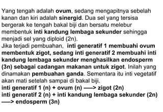 Yang tengah adalah ovum, sedang mengapitnya sebelah
kanan dan kiri adalah sinergid. Dua sel yang tersisa
bergerak ke tengah bakal biji dan bersatu melebur
membentuk inti kandung lembaga sekunder sehingga
menjadi sel yang diploid (2n).
Jika terjadi pembuahan, inti generatif 1 membuahi ovum
membentuk zigot, sedang inti generatif 2 membuahi inti
kandung lembaga sekunder menghasilkan endosperm
(3n) sebagai cadangan makanan untuk zigot. Inilah yang
dinamakan pembuahan ganda. Sementara itu inti vegetatif
akan mati setelah sampai di bakal biji.
inti generatif 1 (n) + ovum (n) —–> zigot (2n)
inti generatif 2 (n) + inti kandung lembaga sekunder (2n)
—–> endosperm (3n)
 